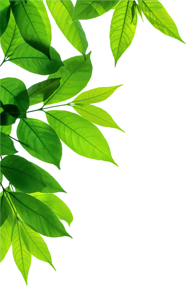 background leaves